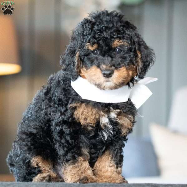 Winnie, Golden Mountain Doodle Puppy